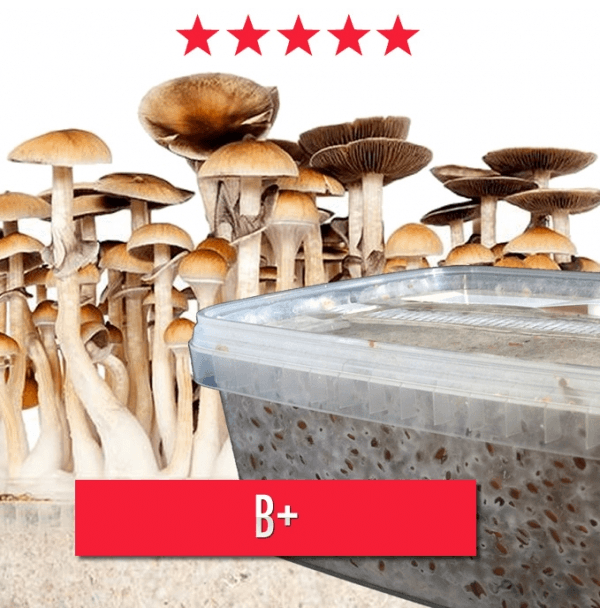 B+ Magic Mushroom Grow kit - 1200cc